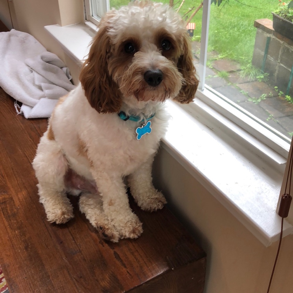 Meet your Posher, Grace